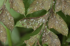 Milesina vogesiaca