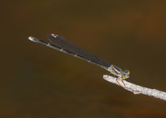 Pseudagrion jedda