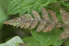 Milesina vogesiaca