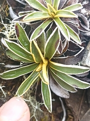 Celmisia hieraciifolia