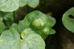 Urocystis ficariae