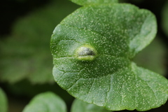 Urocystis ficariae