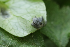 Urocystis ficariae
