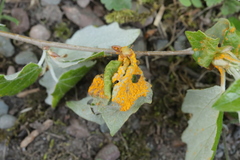 Melampsora aecidioides
