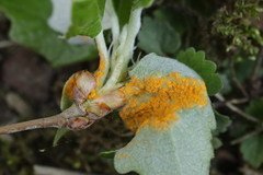 Melampsora aecidioides