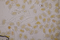 Melampsora aecidioides