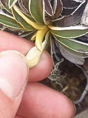 Celmisia hieraciifolia