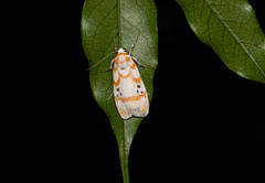 Cyana propinqua