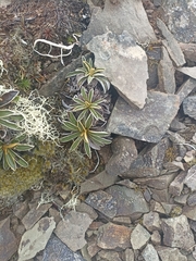 Celmisia hieraciifolia