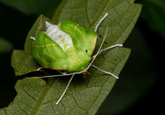 Tanaoctenia haliaria