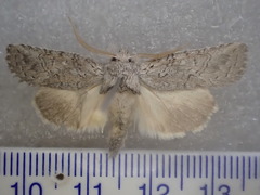 Scythrophanes stenoptera