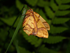 Trotocraspeda divaricata
