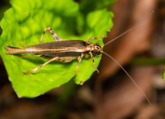 Parapentacentrus formosanus