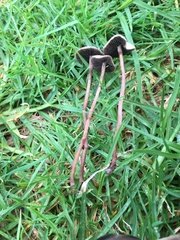 Panaeolus