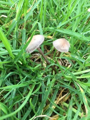 Panaeolus