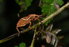 Cryptoderma formosense