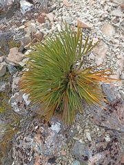 Aciphylla aurea