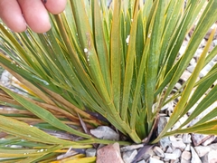 Aciphylla aurea
