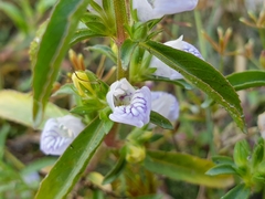 Hygrophila balsamica