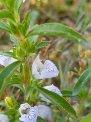 Hygrophila balsamica