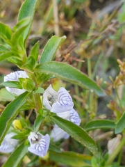 Hygrophila balsamica