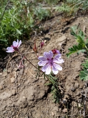 Geranium linearilobum