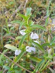 Hygrophila balsamica