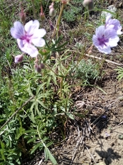 Geranium linearilobum