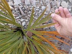 Aciphylla aurea