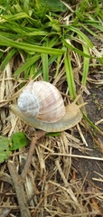 Helix pomatia