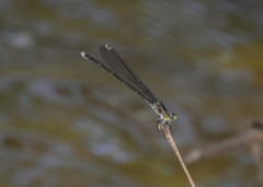 Pseudagrion jedda