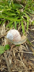 Helix pomatia