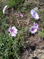 Geranium linearilobum