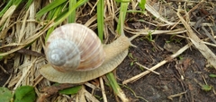 Helix pomatia