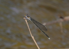 Pseudagrion jedda