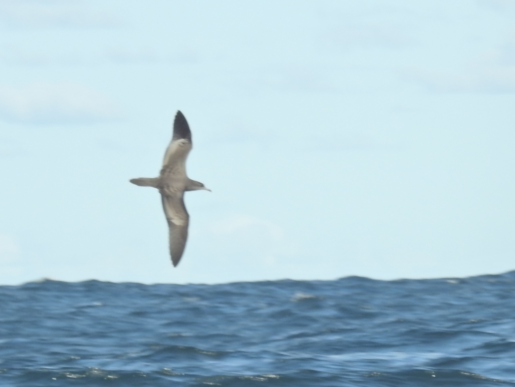 Wedge-tailed Shearwater