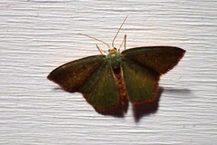 Thalera pistasciaria