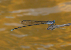 Pseudagrion jedda