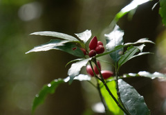 Aucuba chinensis