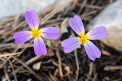 Malcolmia macrocalyx