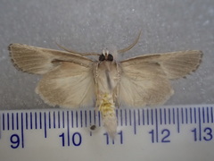 Scythrophanes stenoptera