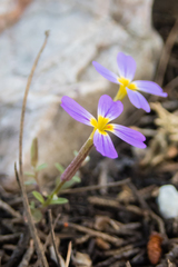 Malcolmia macrocalyx