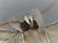 Scythrophanes stenoptera