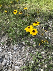 Coreopsis leavenworthii