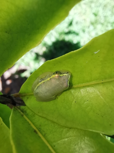 Andranolava Reed Frog, Heterixalus luteostriatus