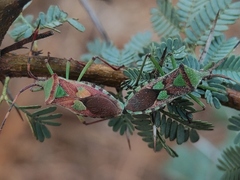 Prismatocerus prominulus