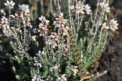 Erica tetralix