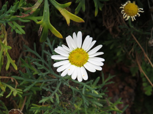 Argyranthemum frutescens subsp. frutescens image