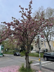 Prunus serrulata