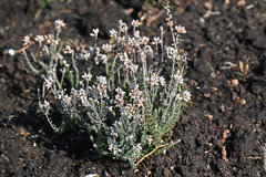 Erica tetralix